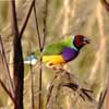 gouldian finch