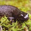 great crested newt