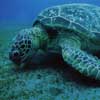 green turtle