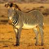 grevy's Zebra