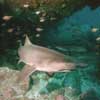 grey nurse shark