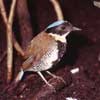 gurney's pitta