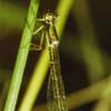 hemiphlebia damselfly