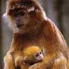 javan leaf monkey