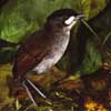 jocotoco antpitta