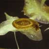 little whirlpool ramshorn snail