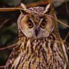 long-eared owl