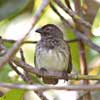 mangrove finch