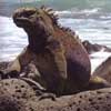 marine iguana