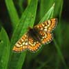 marsh fritillary