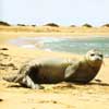 mediterranean monk seal