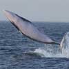 minke whale