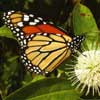 monarch butterfly