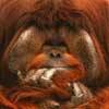 orangutan