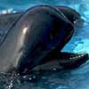 Pilot whale