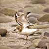 piping plover