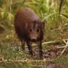 pygmy hog