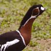 red-breasted goose