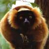 redruffed lemur
