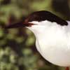 roseate tern