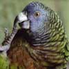 saint lucia parrot