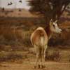 Scimitar-horned oryx