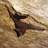 Seychelles sheath-tailed bat