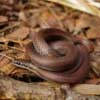 sharp-tailed snake