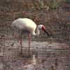 Siberian Crane