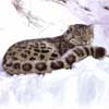 Snow leopard