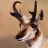 Pronghorn