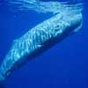 Sperm whale