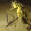 Seahorse