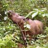 Sumatran rhino