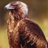 Tasmanian wedge-tailed eagle