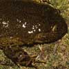 Telmatobius gigas