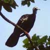 Trinidad Piping-guan