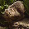 Water vole