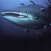 Whale shark