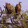 White-backed vulture