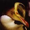 Yellow-eyed penguin