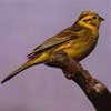 Yellowhammer