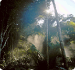 rainforest