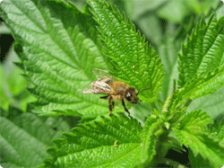 bee