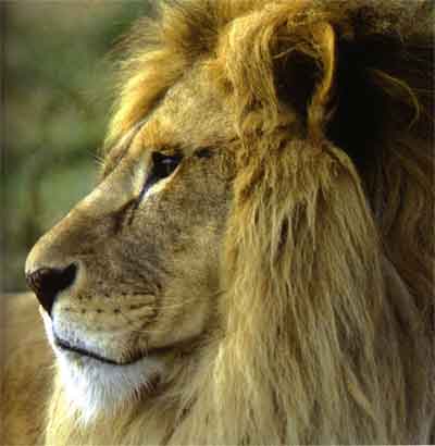 african lion