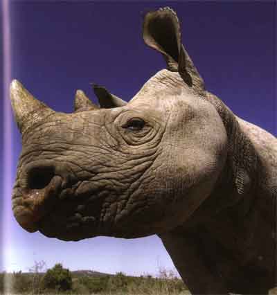 black rhino