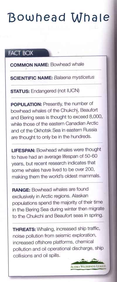 bowhead whale