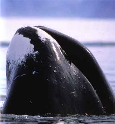 bowhead whale