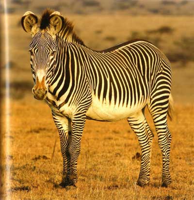 zebra