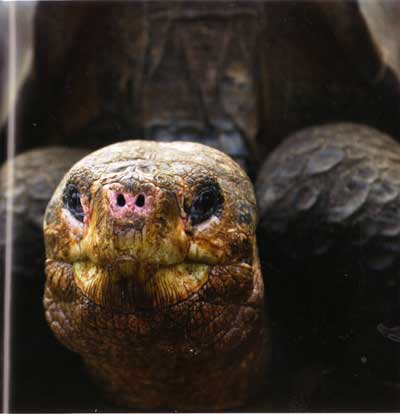 lonesomegeorge